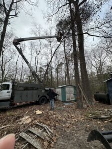 A Gibbs Tree Service worker in a bucket lift trimming a tall tree, demonstrating professional tree removal in Seaford, DE.