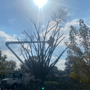 A tree service worker in a bucket truck trimming a large tree for High Definition Tree Service LLC in Crown Point, IN.