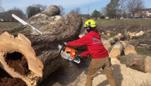 A tree service worker uses a chainsaw to cut a large tree log for Robert Burk Tree & Landscaping LLC in Milford, DE.