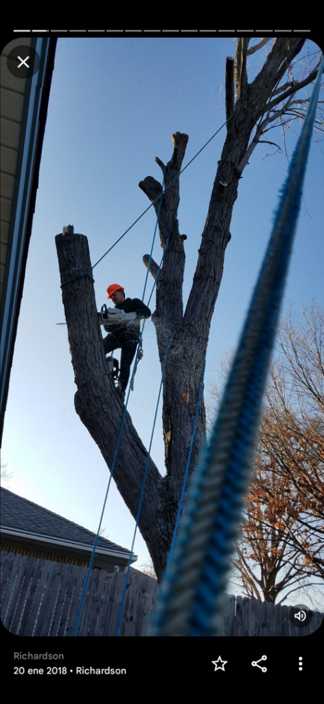 A tree service worker using a chainsaw to prune a tall tree for Jose Tree Services in Plano, TX.