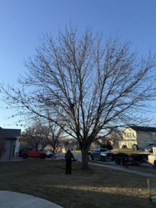 A tree service worker using a chainsaw to prune branches from a large tree for Alpha & Omega in Lakehills, TX.