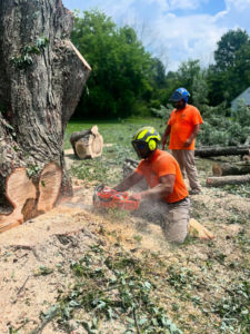 A tree service worker using a chainsaw to cut a tree stump, surrounded by wood chips at L. Moore Tree Service in Auburn, NY.