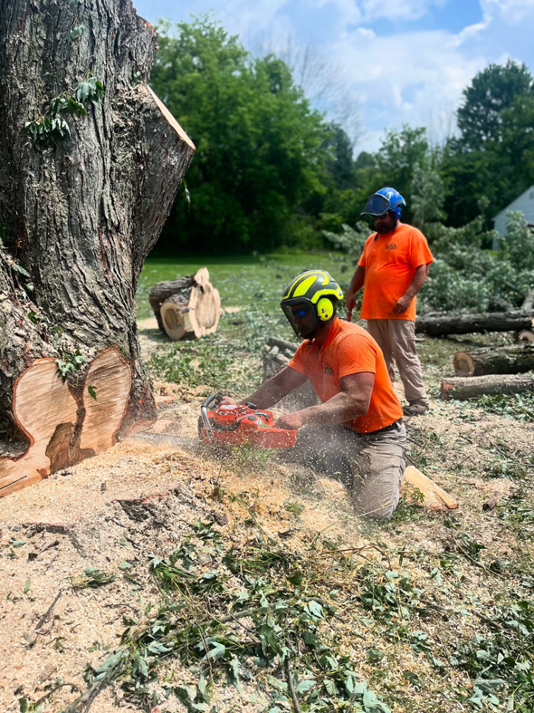 A tree service worker using a chainsaw to cut a tree stump, surrounded by wood chips at L. Moore Tree Service in Auburn, NY.