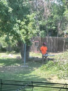 A tree service worker in safety gear with a chainsaw, performing tree cutting for DelaRosa Tree Service LLC in Denver, CO.