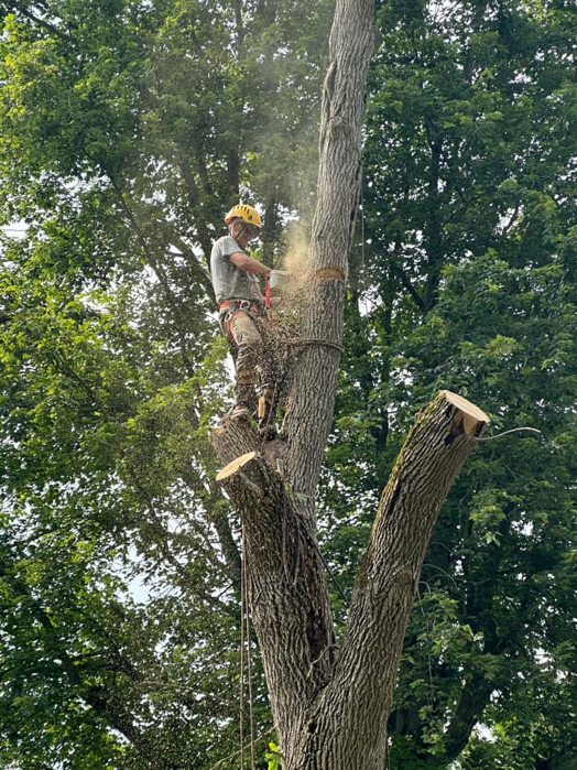 A tree service worker using a chainsaw for tree removal at Arborist Care Tree Service in Columbus, OH.
