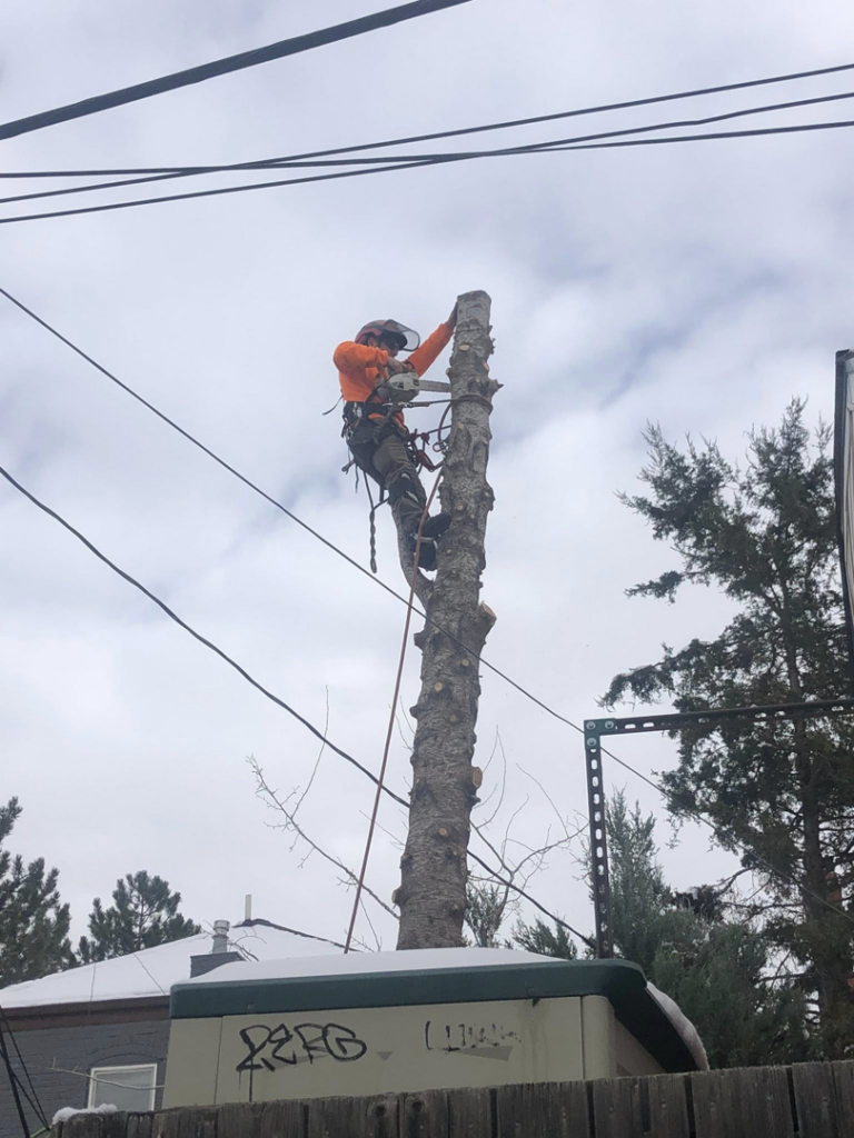 A tree service worker in a harness using a chainsaw to remove a tree section for DelaRosa Tree Service LLC in Denver, CO.