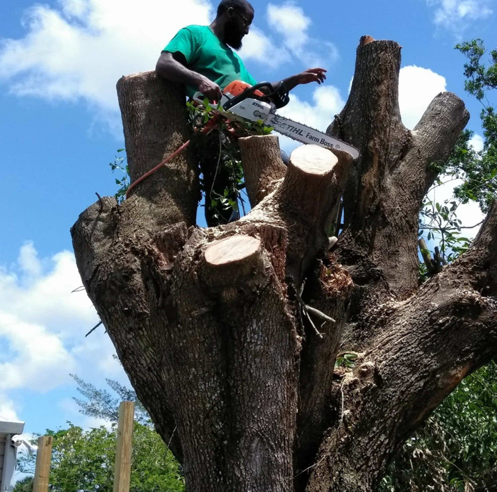 A tree service worker using a chainsaw to remove branches from a large tree at MJ'z Tree and Landscaping Service LLC in Fort Lauderdale, FL.