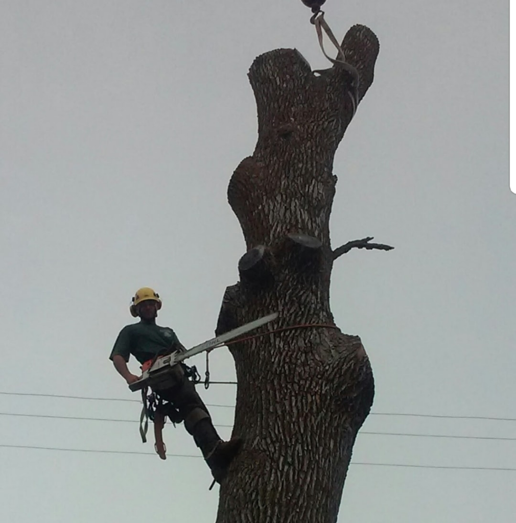 A tree service worker with a chainsaw performing tree removal for Trowbridge Tree Service in Bath, MI.