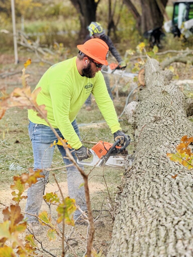 A tree service worker using a chainsaw to cut a large fallen log for Snyder's Tree Service LLC in Fort Wayne, IN.