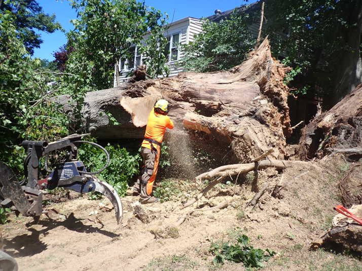 A tree service worker in safety gear using a chainsaw to cut a large fallen tree trunk for Ballard Enterprises in Crownsville, MD.