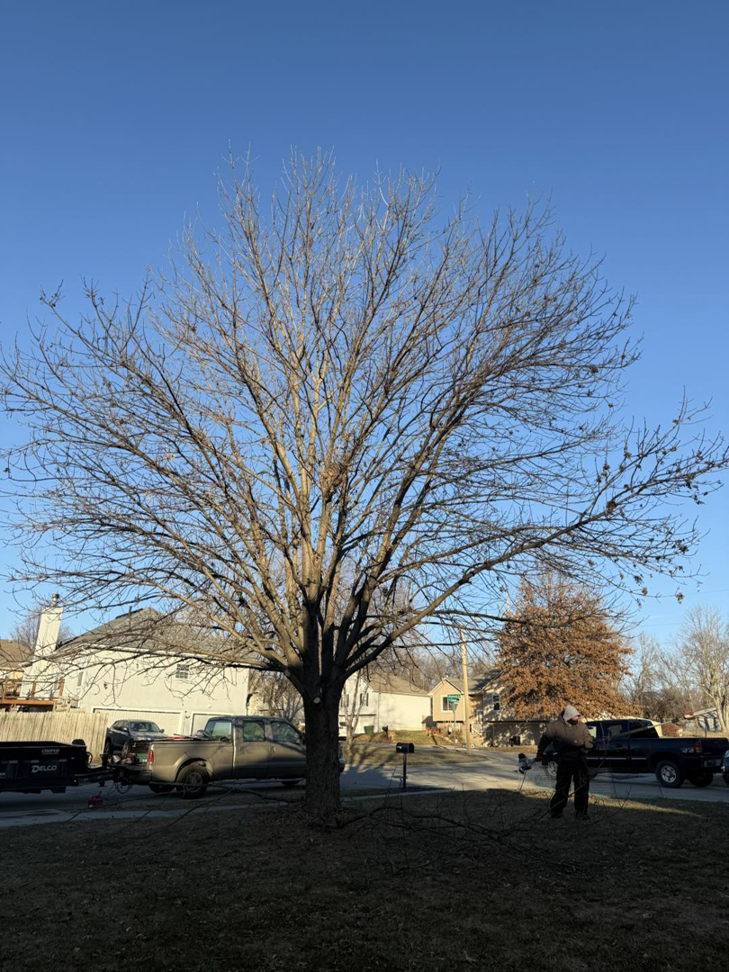 A tree service worker clearing branches from a large tree in a residential yard by Alpha & Omega in Lakehills, TX.