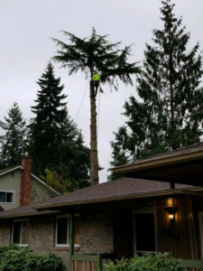 A tree service worker safely climbing and trimming a tall tree near a residential home by El negociante in Everett, WA