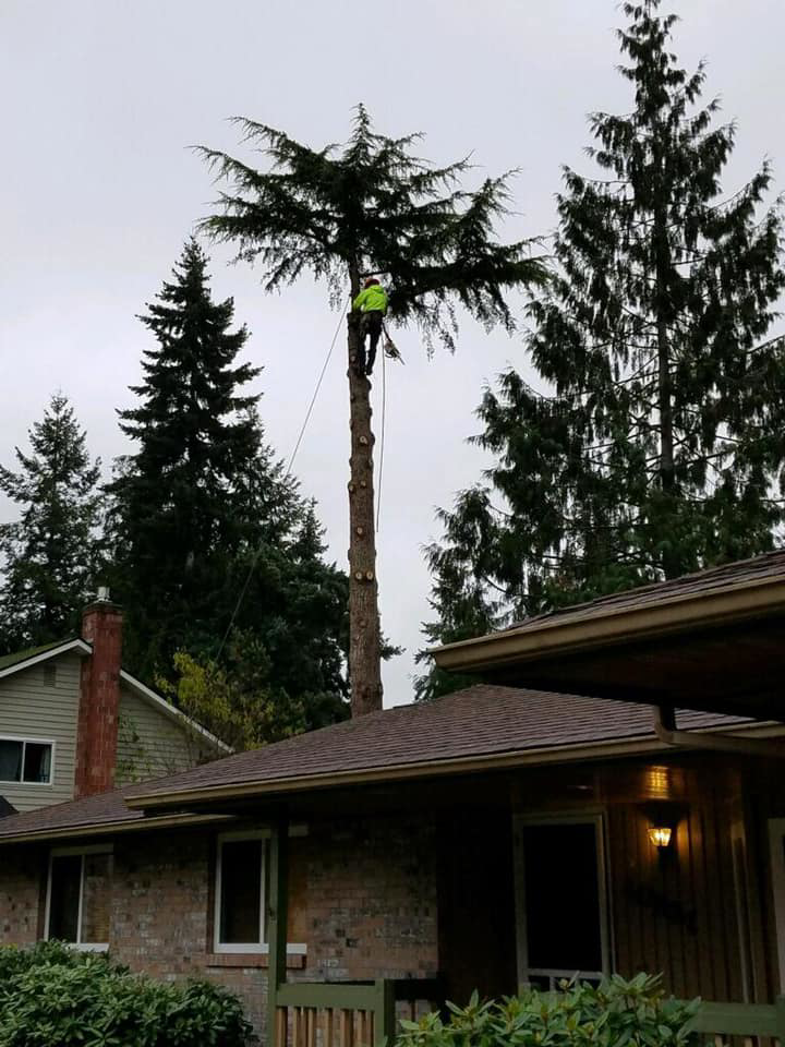 A tree service worker safely climbing and trimming a tall tree near a residential home by El negociante in Everett, WA