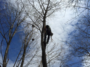 A tree service worker climbing a tall, bare tree for Trowbridge Tree Service in Bath, MI.