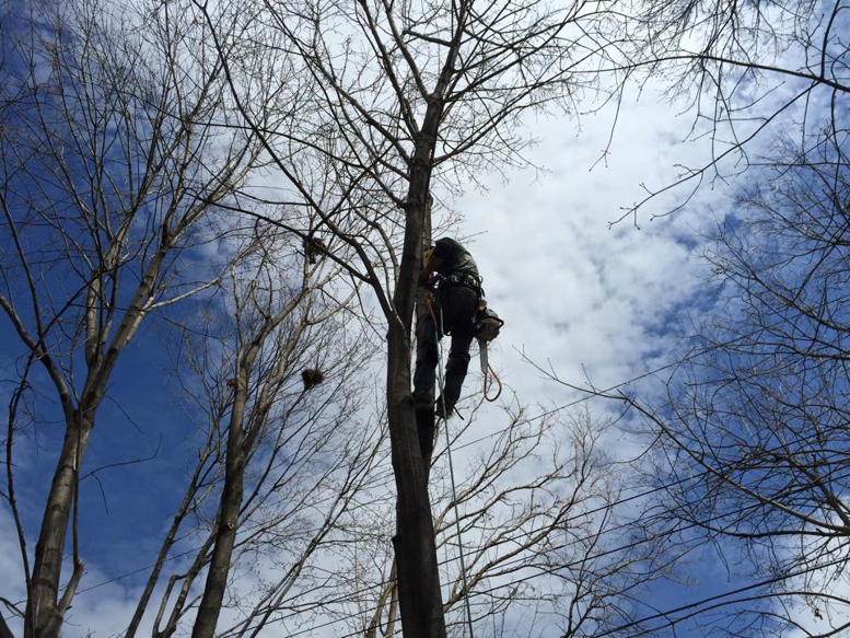 A tree service worker climbing a tall, bare tree for Trowbridge Tree Service in Bath, MI.
