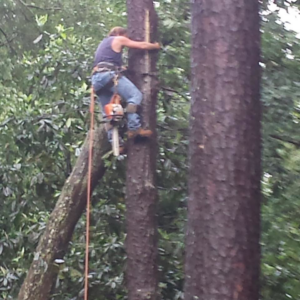 A tree service worker safely climbing a tall tree with a chainsaw for Rusty's Tree Service in Jacksonville, FL.