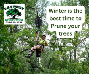 A tree service worker suspended by a crane, giving a thumbs-up while pruning trees for S.M.B Family Tree Service in House Springs, MO.