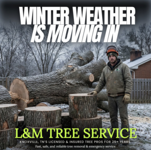 A tree service worker standing next to large cut tree logs and stumps in a snowy yard by L&M Tree Service in Knoxville, TN.
