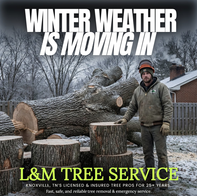 A tree service worker standing next to large cut tree logs and stumps in a snowy yard by L&M Tree Service in Knoxville, TN.