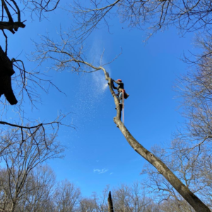 A tree service worker from Beshore Tree Service using a chainsaw to cut a branch while harnessed in York, PA.
