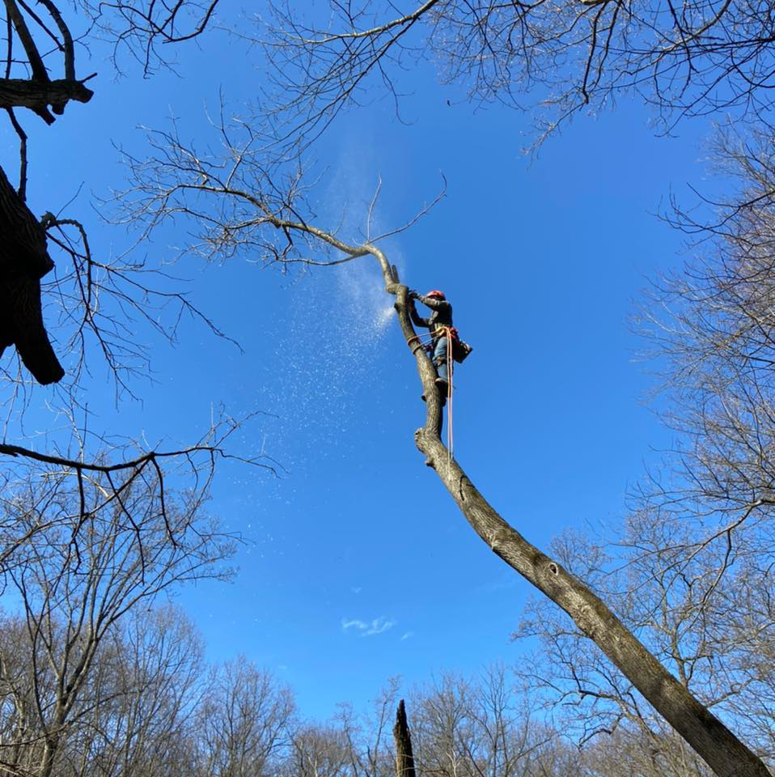 A tree service worker from Beshore Tree Service using a chainsaw to cut a branch while harnessed in York, PA.