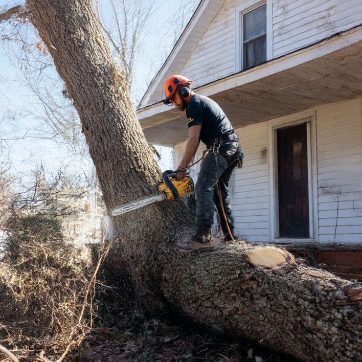 A Tree Down service worker cutting a large fallen tree trunk with a chainsaw near a house in Lafayette, LA.