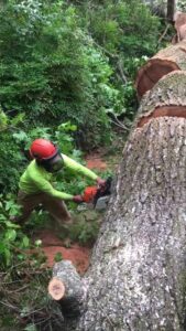 A tree service worker in safety gear using a chainsaw to cut a large fallen tree trunk for Tri-County Tree And Restoration in Jackson, MS.