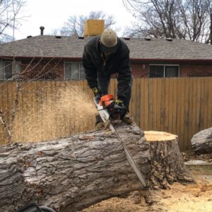 A tree service worker using a chainsaw to cut a large log on the ground, generating sawdust, for Branching Out Tree Service in Amityville, NY.