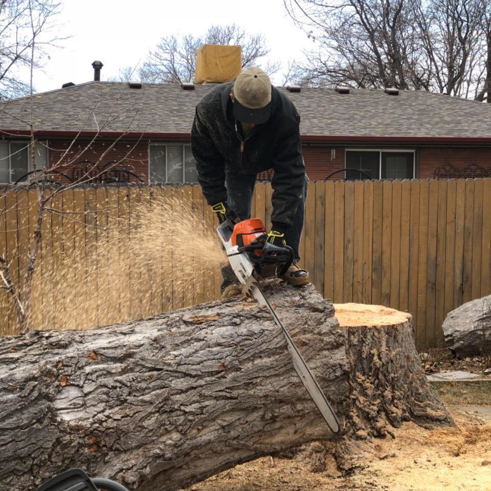 A tree service worker using a chainsaw to cut a large log on the ground, generating sawdust, for Branching Out Tree Service in Amityville, NY.