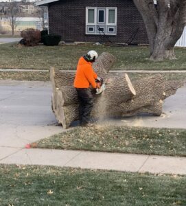 A tree service worker cutting a large tree log on the ground with a chainsaw for Arbor Aesthetics Tree Service in Omaha, NE.