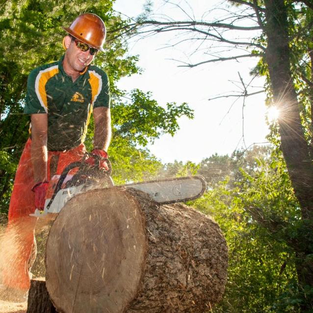 A tree service worker cutting a large log with a chainsaw for Green Branch Tree Service LLC in Nashville, TN.