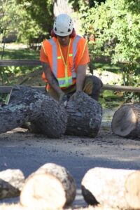 A tree service worker cutting large logs into smaller pieces with a chainsaw for A Better Tree Service in Sacramento, CA.