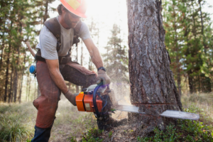 A tree service worker safely cutting a tree with a chainsaw for J.Flores Tree Service Inc in Bakersfield, CA