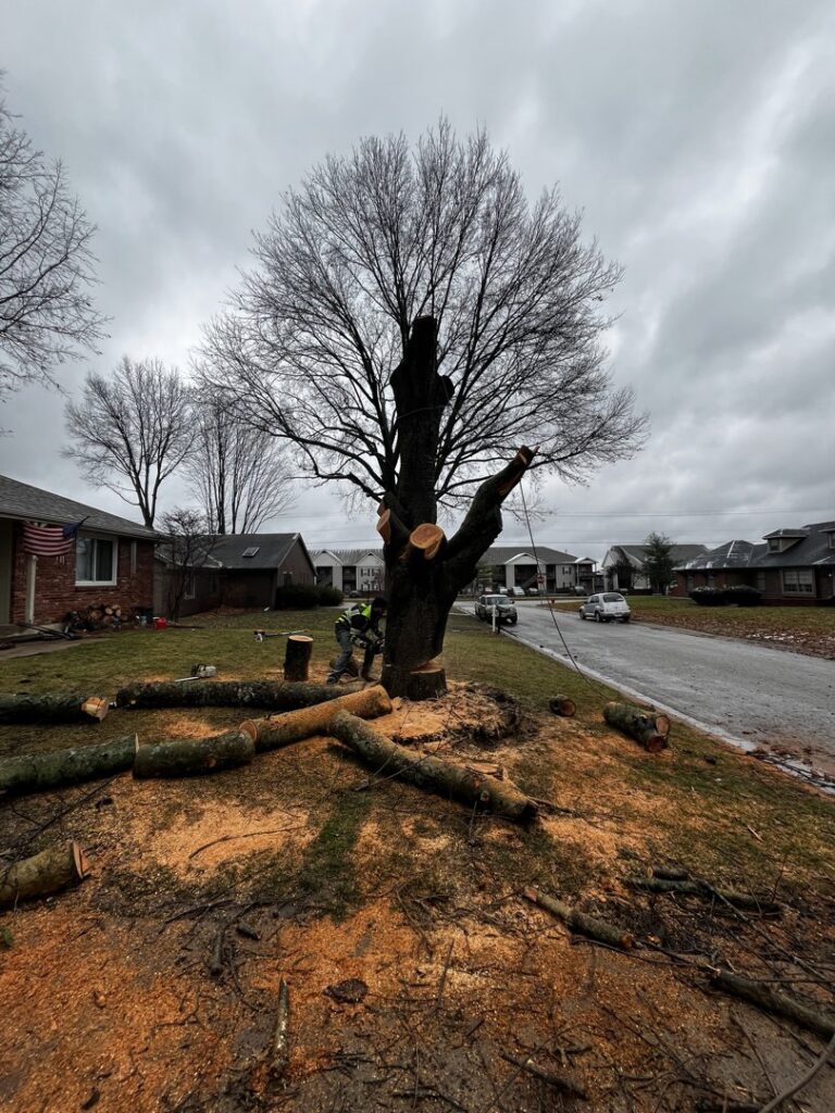 A tree service worker using a chainsaw to cut a large tree trunk at its base, surrounded by sawdust, for 91Tree 81Sticks Tree Service in Kansas City, MO.