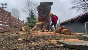 A tree service worker from Sound Tree Care LLC in Seattle, WA, cutting a large tree trunk with a chainsaw near a residential fence.