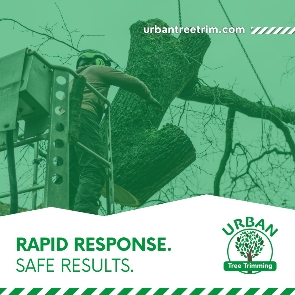 A tree service worker in a bucket lift cutting a large tree trunk for Urban Tree Trimming Services in Detroit, MI.