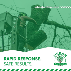 A tree service worker in a bucket lift cutting a large tree trunk for Urban Tree Trimming Services in Detroit, MI.