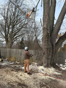 A tree service worker managing ground operations during tree trimming by Robert Tree Service LLC in Cleveland, OH.