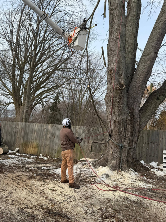 A tree service worker managing ground operations during tree trimming by Robert Tree Service LLC in Cleveland, OH.