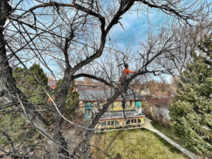 A tree service worker from Peak Arbor LLC high in a tree, overlooking a residential area in Casper, WY.
