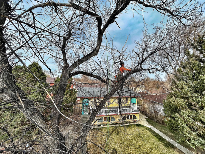 A tree service worker from Peak Arbor LLC high in a tree, overlooking a residential area in Casper, WY.