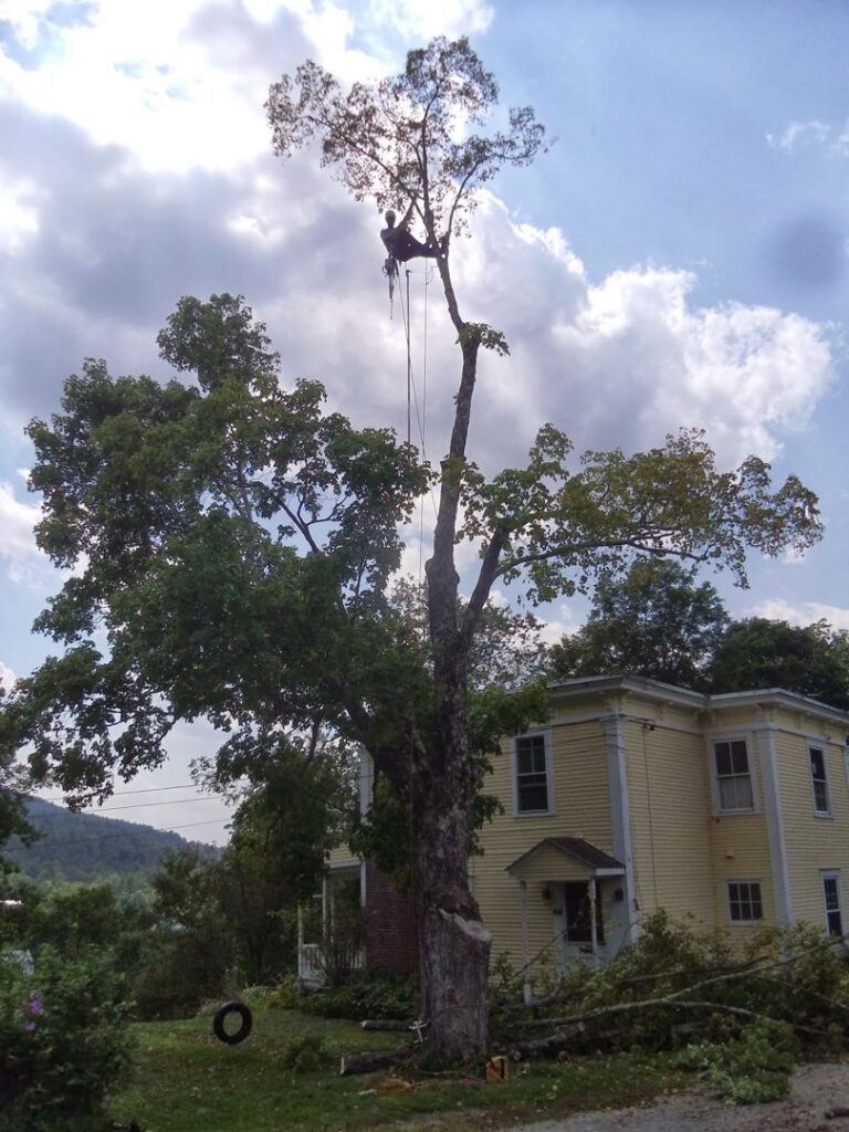 A Sylvan Tree Care arborist high in a tree, performing tree removal or pruning services near a house in Montpelier, VT.