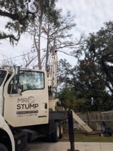 A tree service worker in a bucket lift preparing to trim a tree for Mr. Stump Tree Service in Colorado Springs, CO.