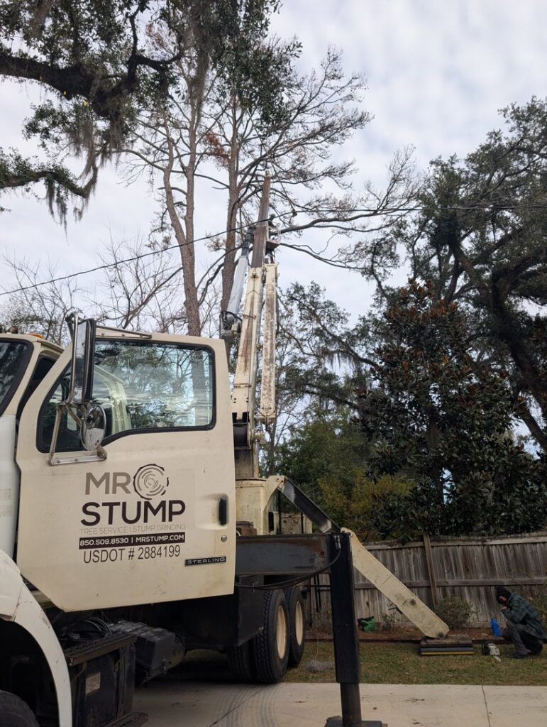 A tree service worker in a bucket lift preparing to trim a tree for Mr. Stump Tree Service in Colorado Springs, CO.