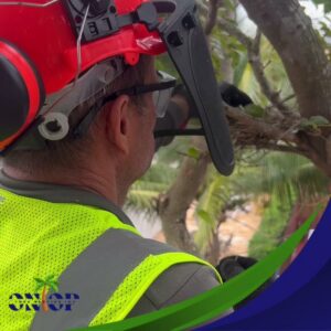 A tree service worker in full safety gear, including a helmet and face shield, looking up at a tree during a job for OnTop Tree Service in Miami, FL