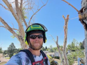 A tree service worker in a helmet and sunglasses, high up in a tree, performing work for Magrum Tree Service in Cheyenne, WY.