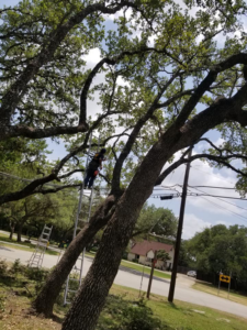 A tree service worker on a ladder high in a large tree, performing trimming services for Moreno Tree Services in San Antonio, TX.