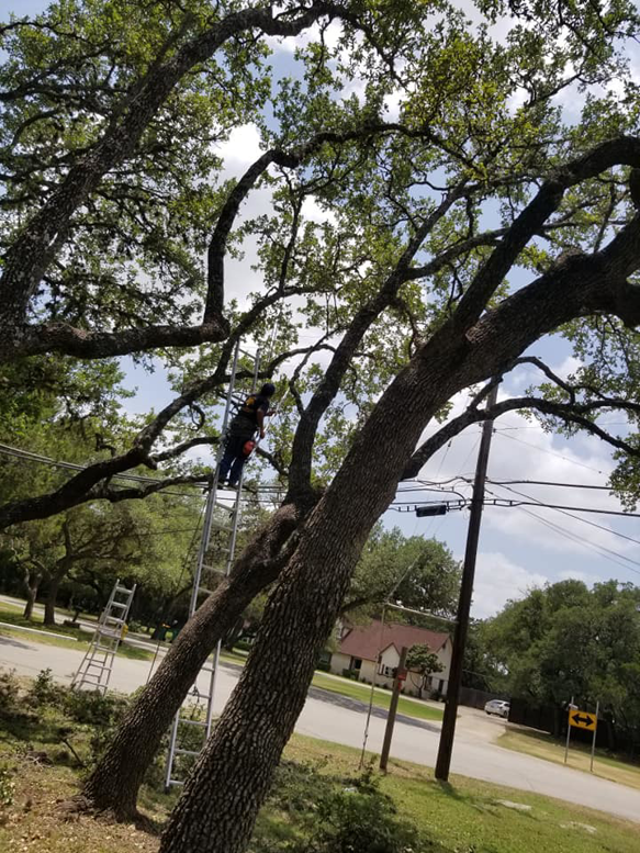 A tree service worker on a ladder high in a large tree, performing trimming services for Moreno Tree Services in San Antonio, TX.