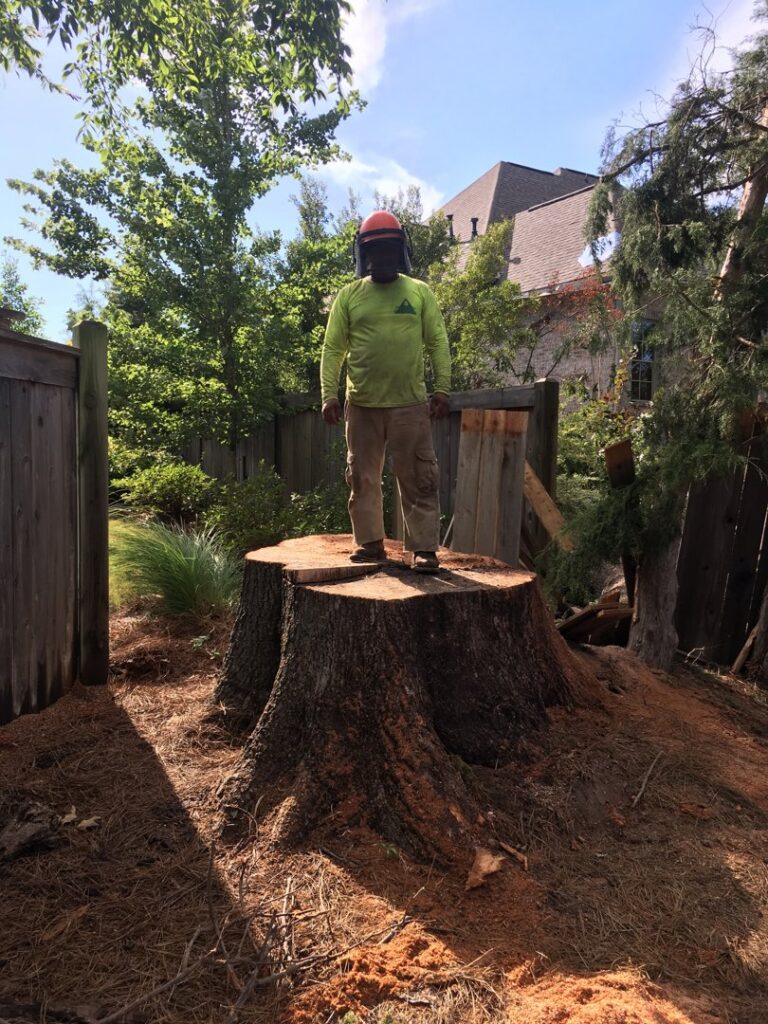 A tree service worker standing on a large tree stump after a tree removal and stump grinding service by Tri-County Tree And Restoration in Jackson, MS.