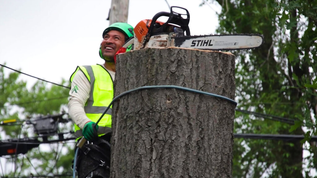 A skilled tree service worker on a large tree trunk with a chainsaw for Longtree Tree Service in Southfield, MI.